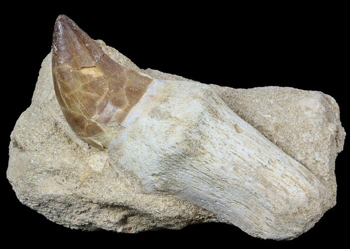Rooted Mosasaur (Prognathodon) Tooth In Rock #55829